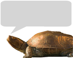 Turtle Image